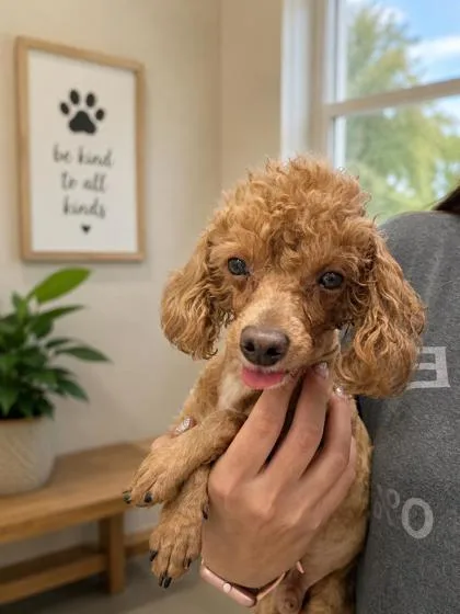 An adult small-sized male Poodle dog named Thor for adoption in Malvern, PA