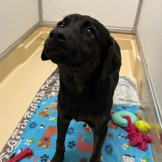 A baby small-sized female Black Shepherd dog named Mumbles for adoption in San Antonio, TX