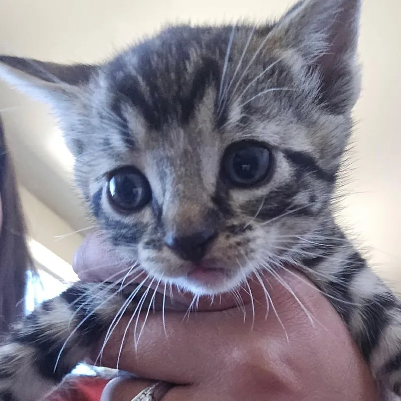 A baby small-sized female Gray / Blue / Silver Domestic Short Hair cat named Tiger for adoption in Klamath Falls, OR