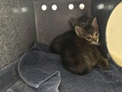 A baby small-sized male Domestic Short Hair cat named Bogart for adoption in Daytona Beach, FL