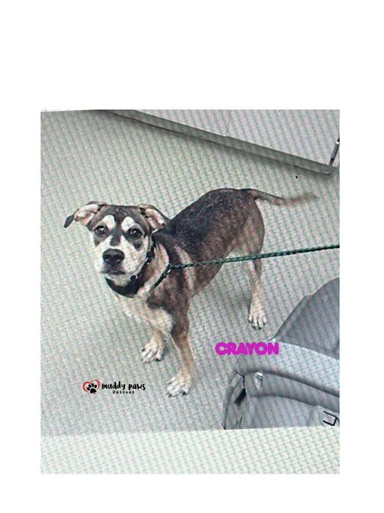 A baby medium-sized female Rottweiler dog named Crayon for adoption in Council Bluffs, IA