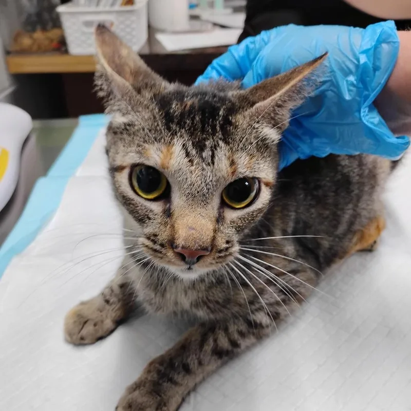 An adult medium-sized female Brown / Chocolate Domestic Short Hair cat named Willow for adoption in Summerville, SC