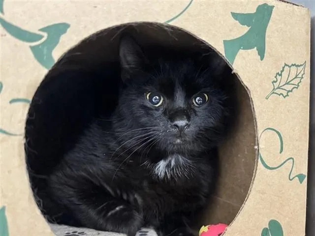 A young medium-sized male Domestic Short Hair cat named Fortnite for adoption in Saint Louis, MO