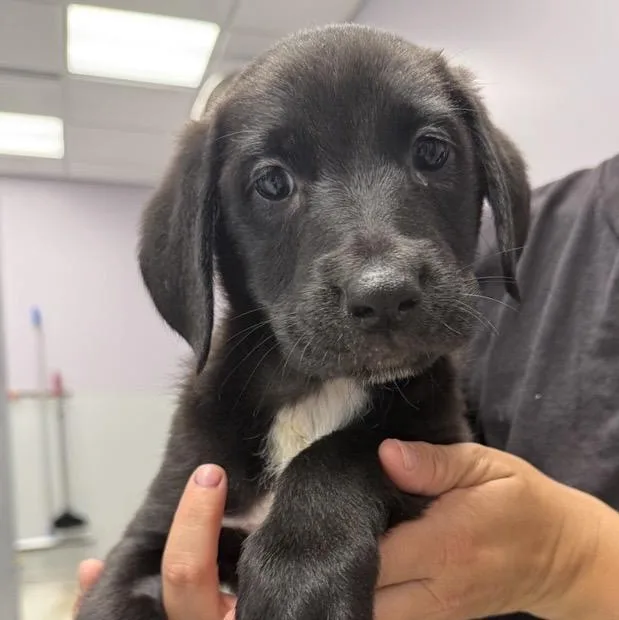 A baby large-sized female Black Mixed Breed dog named Boston Cream Pie for adoption in Cooperstown, NY
