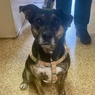 An adult medium-sized female Black Labrador Retriever dog named Zelda for adoption in Chehalis, WA