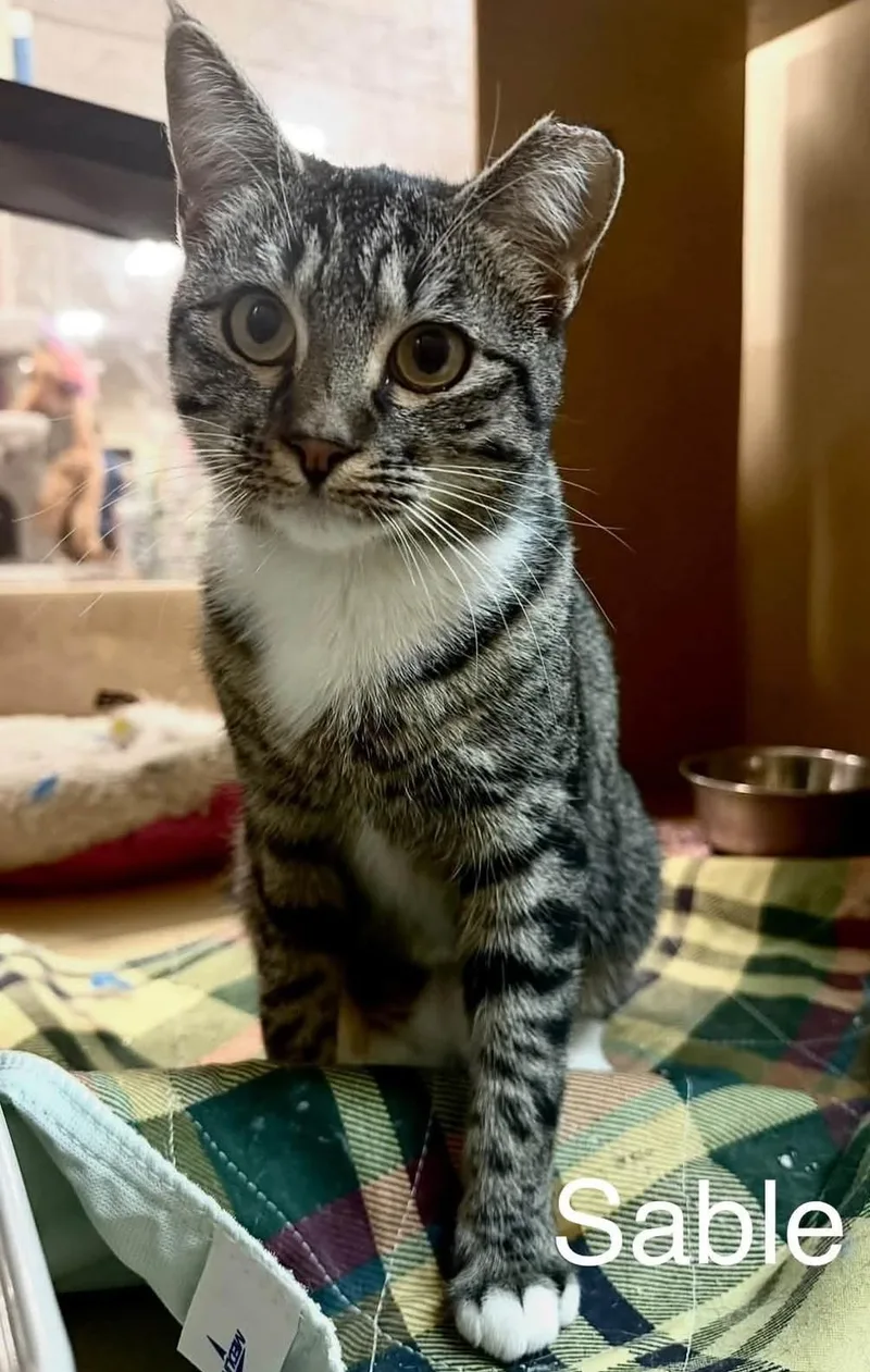 A young medium-sized female Domestic Short Hair cat named Sable for adoption in Reno, NV