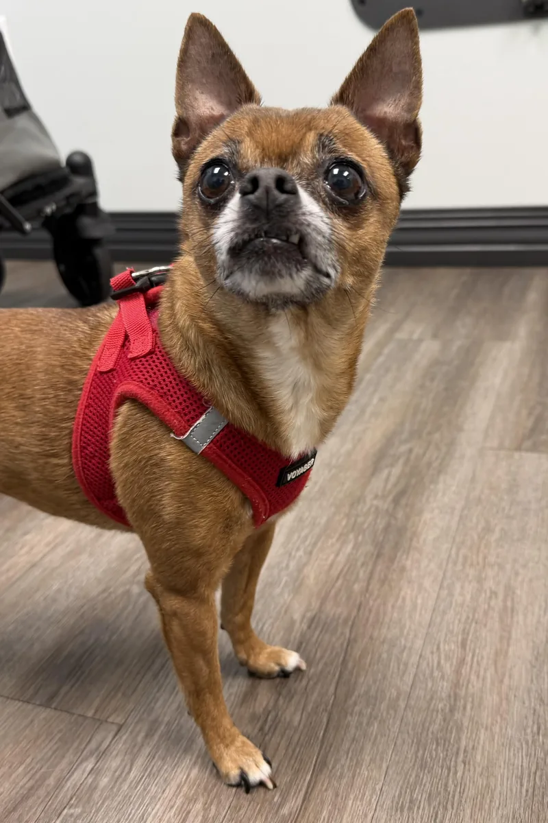 An adult small-sized female Chihuahua dog named Flower for adoption in Plant City, FL