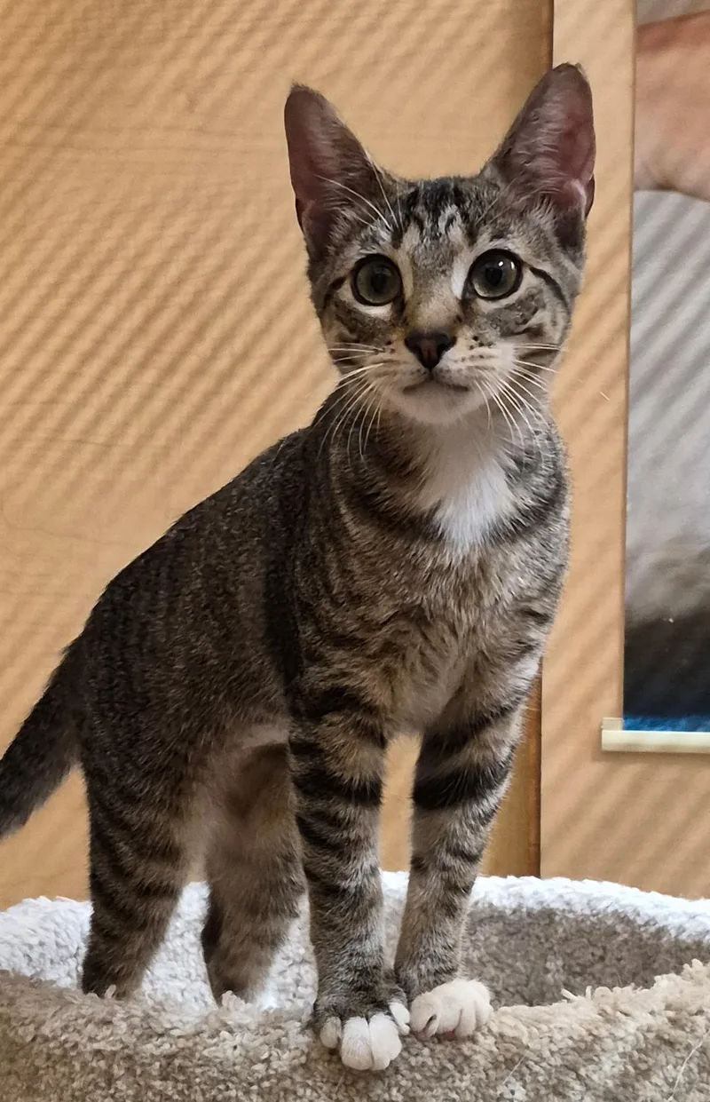 Peanut