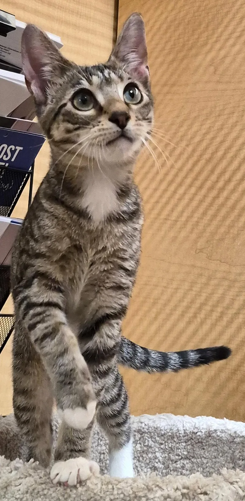Peanut thumbnail 2