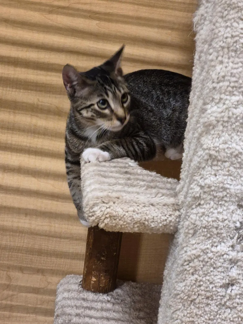 Peanut thumbnail 3