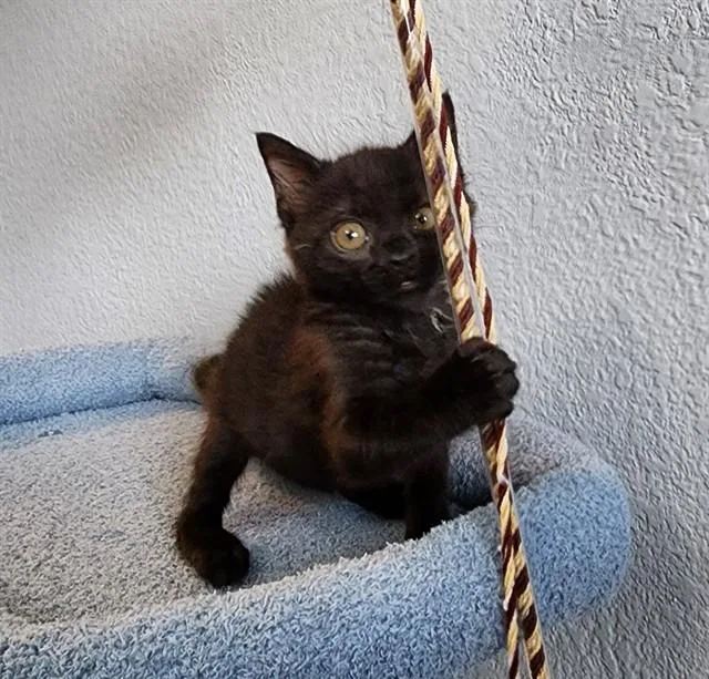 A baby small-sized female Domestic Short Hair cat named Raven for adoption in Colorado Springs, CO