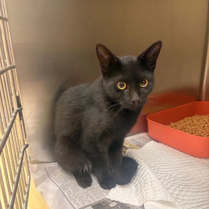 A young medium-sized male Black Domestic Short Hair cat named Caveman for adoption in Winston-Salem, NC