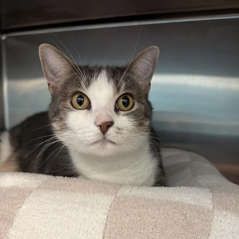 An adult large-sized female White Domestic Short Hair cat named Mary for adoption in Philadelphia, PA