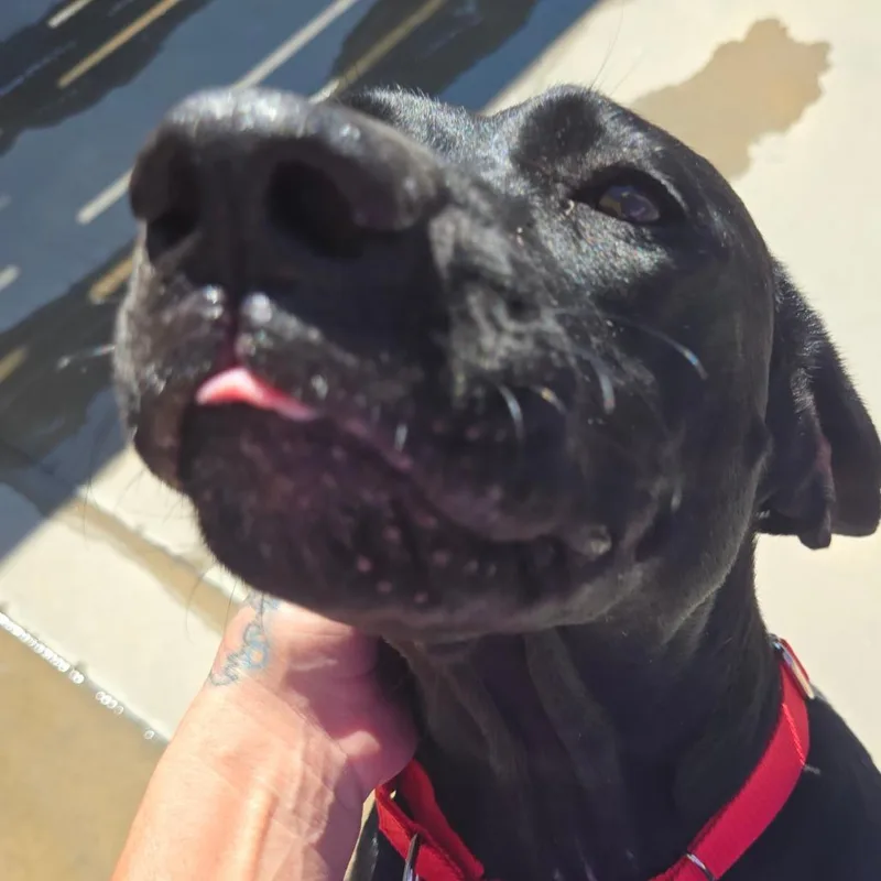 An adult medium-sized female Black Mixed Breed dog named Sapphire for adoption in Freeport, FL