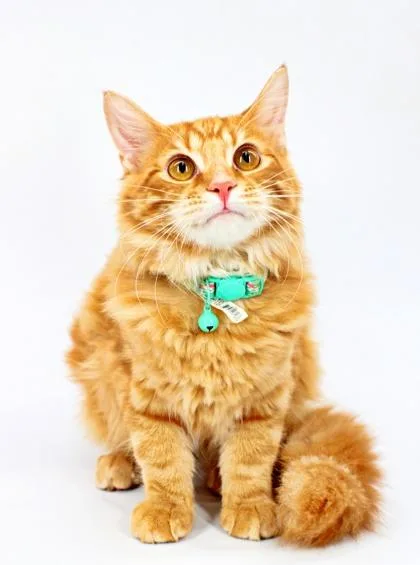 A baby small-sized male Domestic Medium Hair cat named Tabby for adoption in Morton Grove, IL