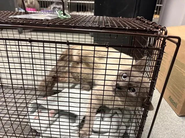 An adult small-sized male Burmese cat named Max for adoption in Ontario, CA