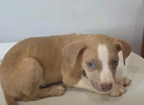 A baby medium-sized male Pit Bull Terrier dog named Cedric for adoption in Cleveland, TN