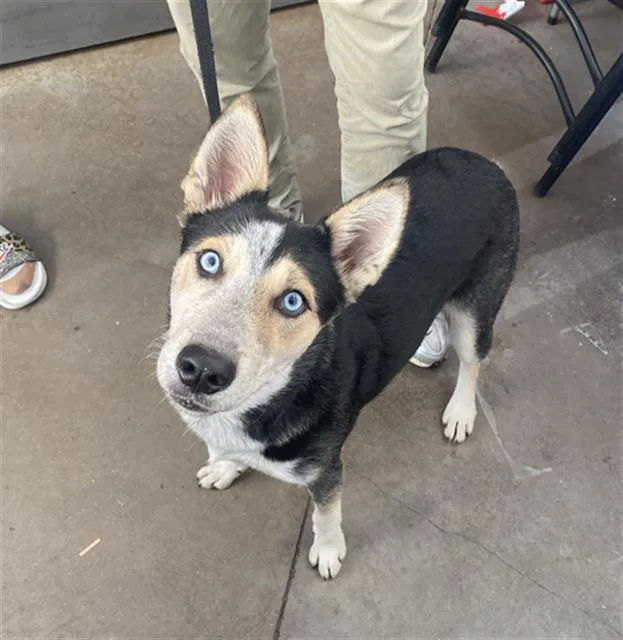 A young large-sized male Mixed Breed dog named Ricky for adoption in Dallas, TX