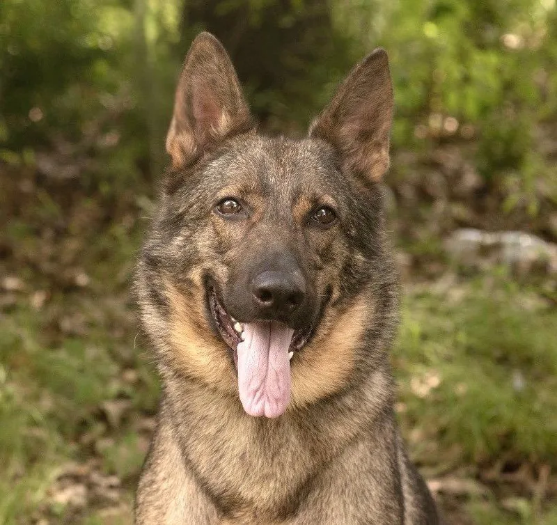 A young large-sized female German Shepherd Dog dog named Heidi for adoption in Southaven, MS
