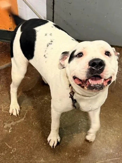 An adult medium-sized female Mixed Breed dog named Baby Girl for adoption in Cincinnati, OH