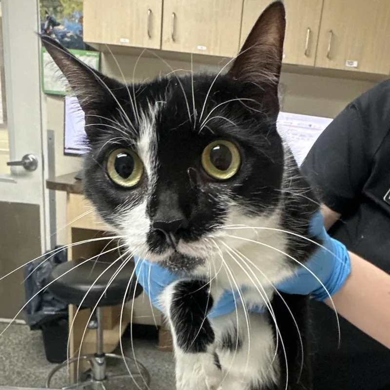 An adult medium-sized female Black Domestic Short Hair cat named Panna Cotta for adoption in Lakeland, FL
