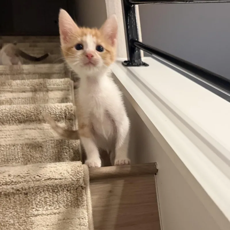 A baby small-sized male Orange / Red Domestic Short Hair cat named Larry for adoption in San Antonio, TX