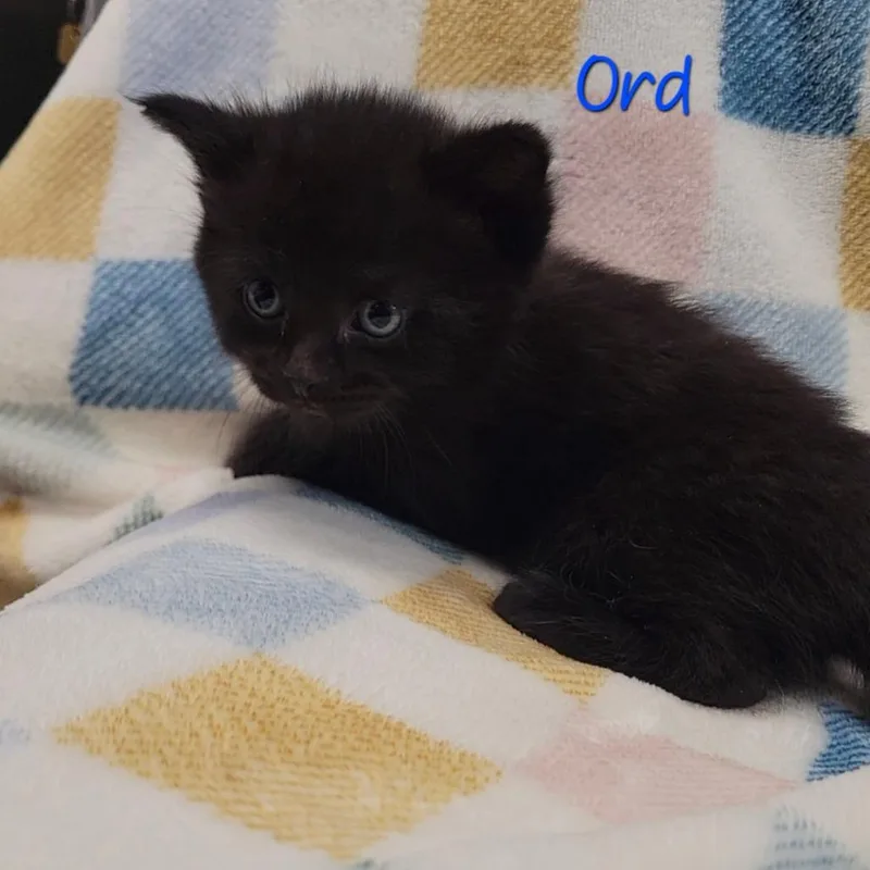 A baby small-sized male Black Domestic Short Hair cat named Ord for adoption in Parkersburg, WV