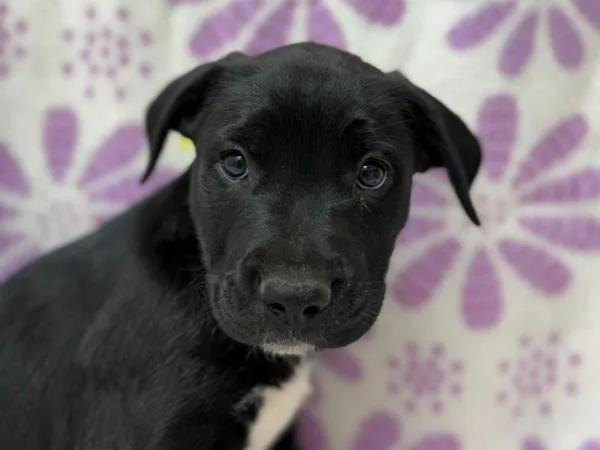A baby small-sized male Pit Bull Terrier dog named Evaporation for adoption in Portland, OR