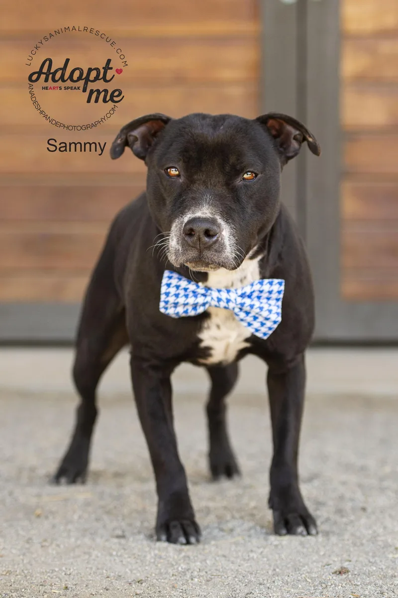Sammy thumbnail 2