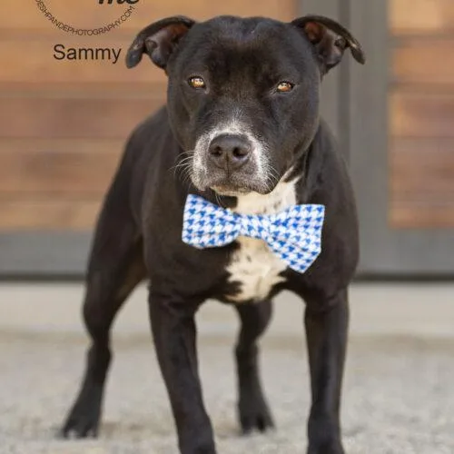 Sammy thumbnail 3