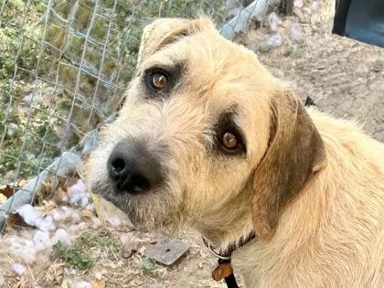 An adult large-sized male Apricot / Beige Mixed Breed dog named Crouton for adoption in Georgetown, TX