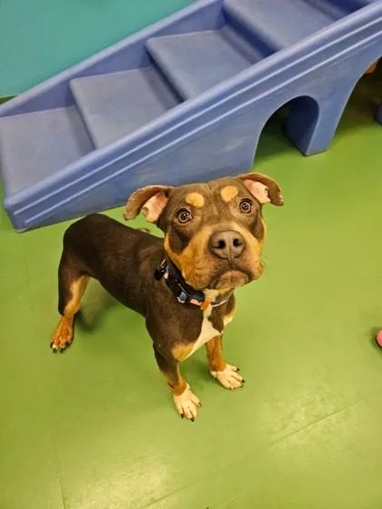 Bob The Builder thumbnail 2