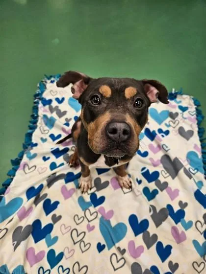 Bob The Builder thumbnail 3