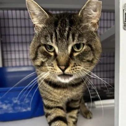 An adult large-sized male Tabby (Buff / Tan / Fawn) Tabby cat named Tracker  Social Big for adoption in Hoquiam, WA