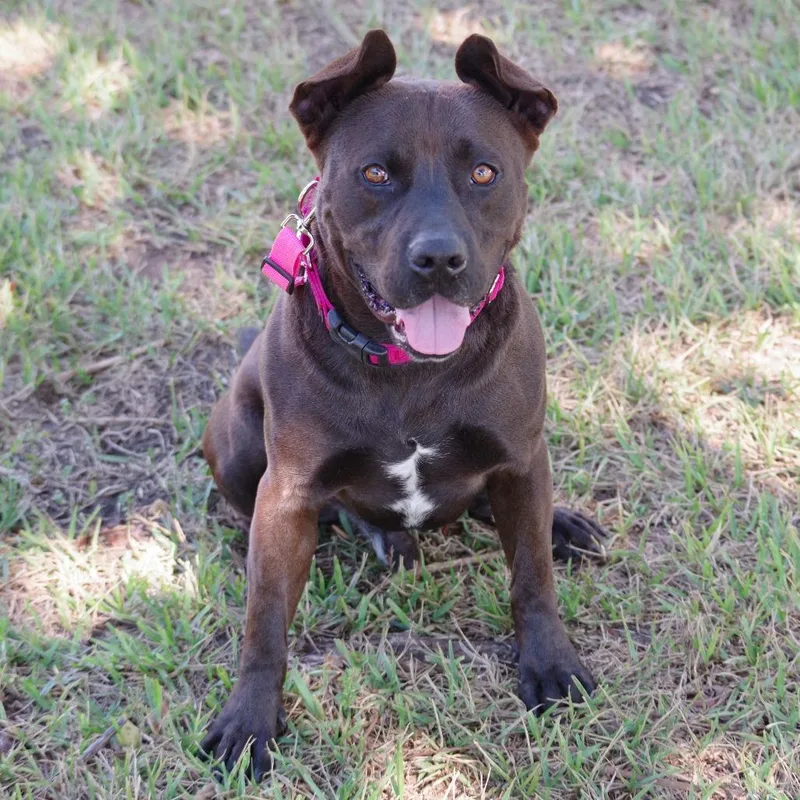 An adult medium-sized male Labrador Retriever dog named Tucker for adoption in Miami, FL