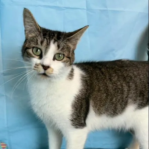 An adult small-sized female Domestic Short Hair cat named Lorelei for adoption in Centerville, MA