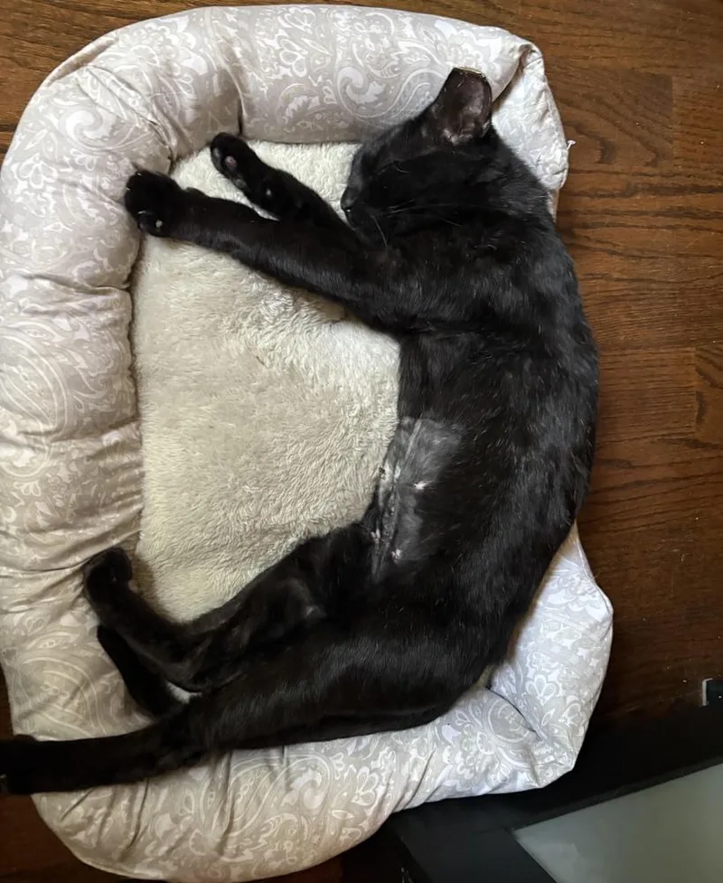 An adult small-sized female Domestic Short Hair cat named Lucky Buttons for adoption in Chicago, IL