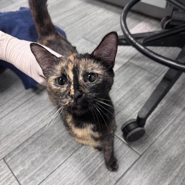 An adult medium-sized female Domestic Short Hair cat named Misu for adoption in Jacksonville, FL
