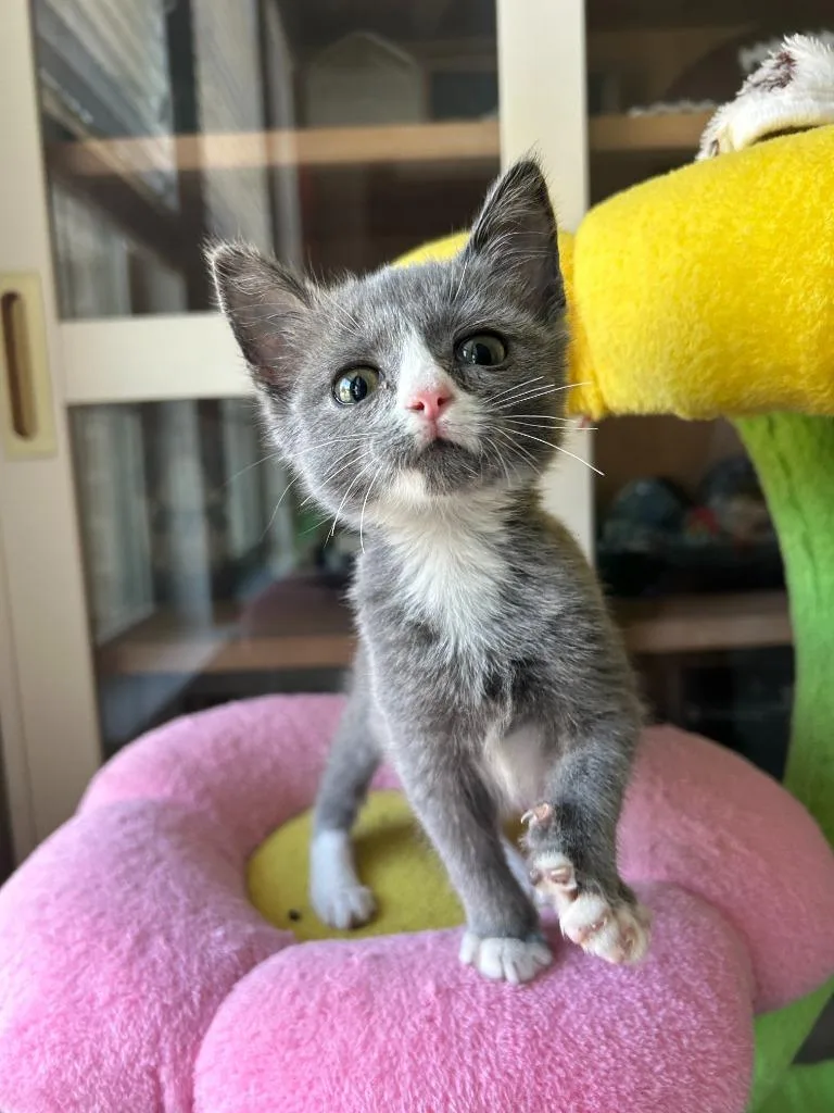 A baby medium-sized female Domestic Short Hair cat named Penelope for adoption in Lewisville, TX