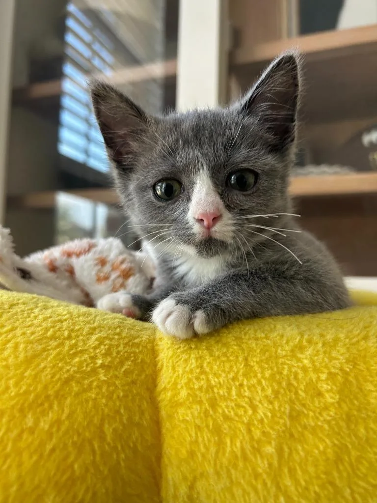 Penelope thumbnail 5