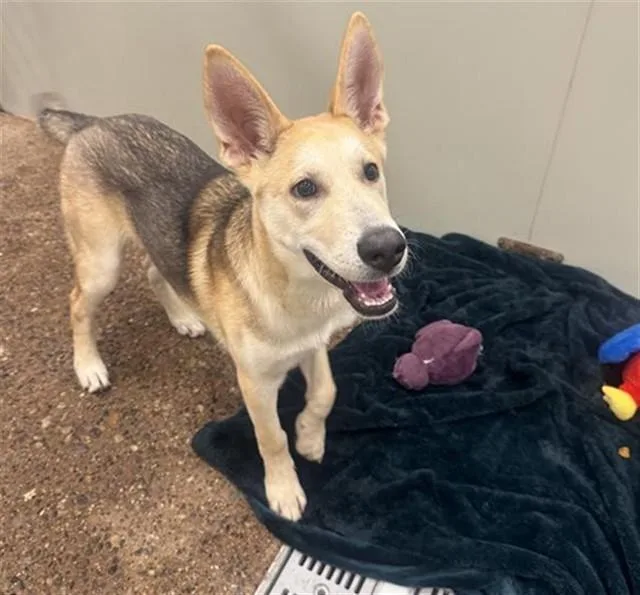 A young large-sized male German Shepherd Dog dog named Saguaro for adoption in Phoenix, AZ
