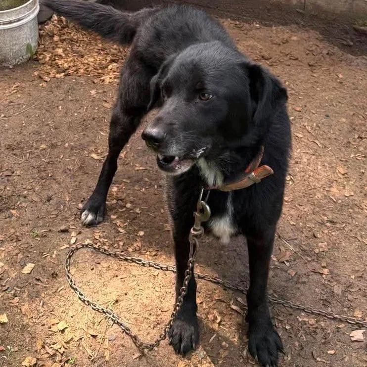 An adult large-sized male Black Mixed Breed dog named Pineapple Express for adoption in Huntington, WV
