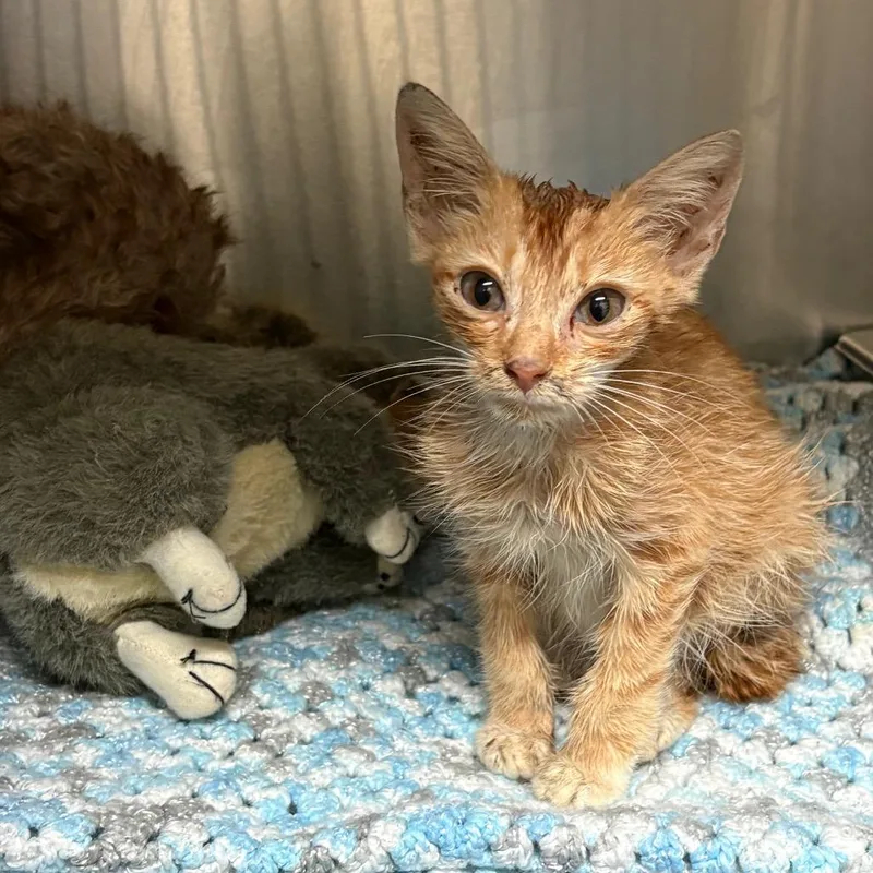 A baby small-sized male Domestic Short Hair cat named Hunter for adoption in Columbus, GA