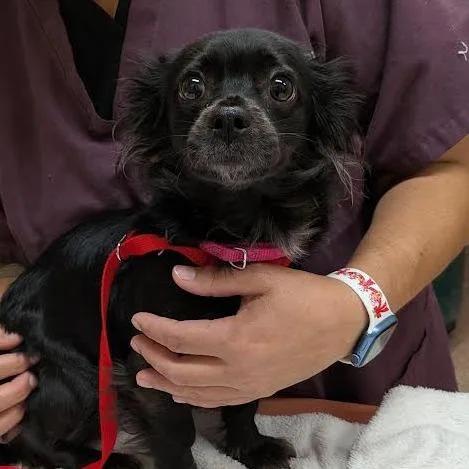 An adult small-sized female Black Chihuahua dog named Mouse for adoption in Springfield, MA