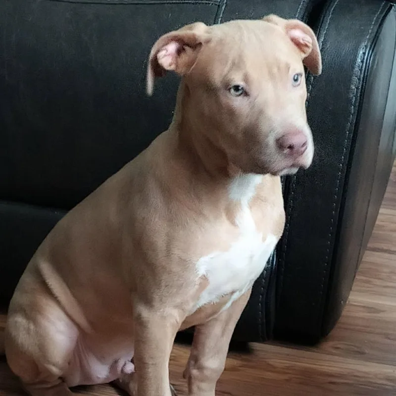 A baby small-sized male Yellow / Tan / Blond / Fawn Pit Bull Terrier dog named Honeydew for adoption in East Saint Louis, IL