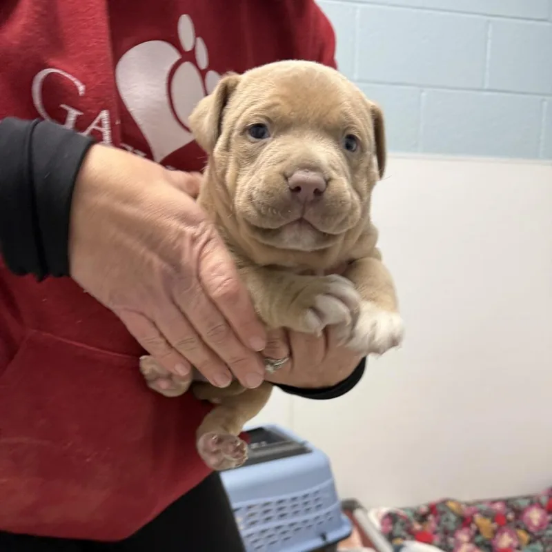 Honeydew thumbnail 3