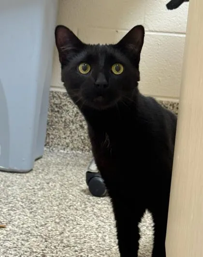 An adult medium-sized male Domestic Short Hair cat named T`challa for adoption in Westland, MI