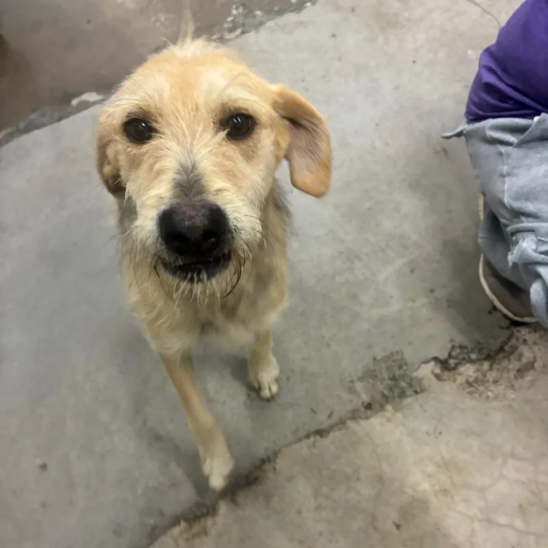 An adult medium-sized female Mixed Breed dog named Jodi bo for adoption in Corbin, KY