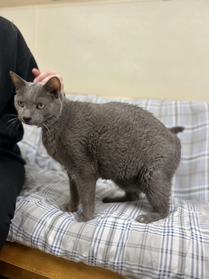 A senior large-sized male Gray / Blue / Silver Domestic Short Hair cat named Jerry Lewis Aka Big for adoption in Myerstown, PA