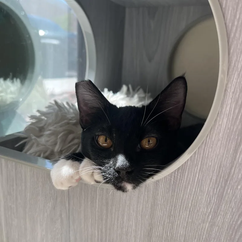 A young large-sized female Black Domestic Short Hair cat named Astrid for adoption in Las Vegas, NV